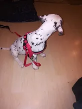 Dog-Collar Dog-Harness-Vest Walking-Leash Leash-Polka-Dot Dogs Pet-Produts Adjustbale