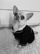 Puppy-Outfit Dogs-Costume Pet-French-Bulldog-Pajamas Chihuahua Fashion Small Medium Perro