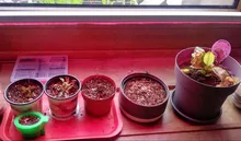 USB Phytolamps for Plants 5V LED Grow Light Strip 2835 Chip 1m 2m 3m LED Phyto Tape 