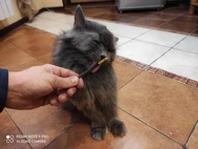 Toothpaste-Stick Snacks-Sticks Cat Pet-Cleaning-Teeth Natural Catnip Matatabi Silvervine
