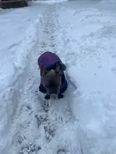 Dog-Down-Jacket French-Bulldog-Vest Pet-Chihuahua-Coat Dogs Reflective Reversible Winter