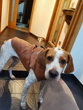 Jacket Vest Puppy-Clothing Pug-Coat Small Dogs Chihuahua Waterproof Winter Teddy Pet-Dog