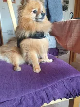 No-¡perro arnés reflectante ajustable de franela acolchada pequeño, mediano y grande arnés tipo chaleco para perro fácil para caminar de formación