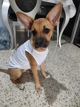 Ropa de verano para mascotas, Camiseta con estampado de flamenco para perro, chaleco para perros pequeños y medianos, accesorios para mascotas, chaleco para gatos, camisas, XS-2XL