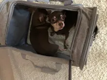 Dog-Carrier-Bag Travel-Bags Dog-Backpack Transport Soft-Side Airline-Approved Cats Small