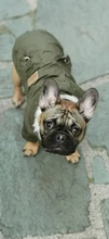Hoodie Jacket Pet Dogs Cats Chihuahua Winter Medium Warm And Lightweight