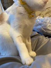 Collar de gatito con cascabel para gatos, Collar ajustable de separación para gatos, suministros para mascotas, Collier para Chat para gatitos