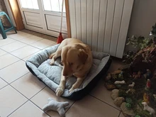 Pet-Bed House Kennel-Mat Puppy Washable Small Warm Large Dog Soft Cotton Medium Bone