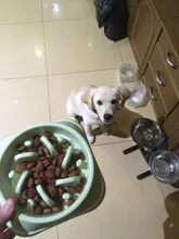 Dog-Bowl Pet Slow-Eating Hard-Plastic Cat Nonslip Anti-Gulping