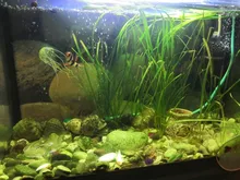 Aquarium Lighting Lamp Submersible-Light Fish-Tank Underwater 24-54CM