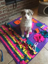 Sniffing Mat Play-Toys Feeding-Pad Nosework-Puzzle Food-Training-Blanket Pet-Dog Dogs