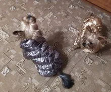 Ropa de abrigo para Perros Bulldog Francés, Ropa de cachorro, Chihuahua, yorkie, abrigo de perrito mascota, chaqueta, perros, mascotas