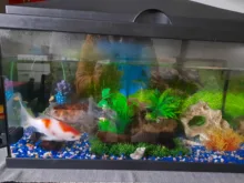 Grass-Decoration Aquarium-Decor Plant Fish-Tank Artificial-Plants Simulation Water-Weeds-Ornament