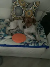Pet-Ufo-Toys Rubber Interactive-Toy Trainning Flying-Discs Large Dog Small Puppy Fetch