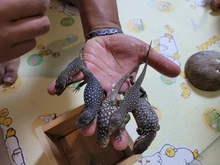 Esterilla de calor para reptiles, almohadilla de calefacción con regulador ajustable de temperatura para terrario, escalada, Tortuga, lagarto, Araña, enchufe europeo de 5w-35w