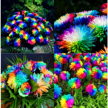 

200 PCS Seeds Rainbow Chrysanthemum Plants Bonsai Perennial Flowers Home Garden