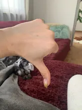 Rollos de impresión de patas para perros y Bolsa para popó, bolsas grandes de residuos para gatos y perros, Bolsa para popó de recarga para limpieza del hogar al aire libre, 15 bolsas por rollo, 50 rollos