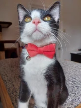 Collar de gato de terciopelo con lazo liso para cachorro, Chihuahua, con campana, hebilla de seguridad ajustable, pajarita para gatos, accesorios para mascotas