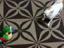 Peluche de loro parlante eléctrico para niños, juguete de peluche de pájaro parlante con alas que se repiten, regalo para niños