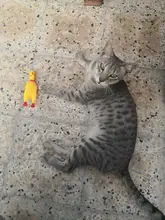 Toy Dog-Toys Duck-Pig Molar Squeak Sound Chew Plush Durability Funny Elephant Fleece