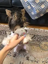 Toys-Supplies Interactive-Toy Dogs Agility Plush Playing Traning Animal Funny Mint Kitten-Teaser