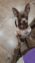 Puppy-Vest-Clothing Dog-Coat French Bulldog Pawstrip Fleece Chihuahua Winter Cotton Warm