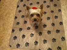 Dog-Supplies Yoga-Sleeping Dogs-Accessories Pee-Mats Pet Pet-Cats Waterproof Portable