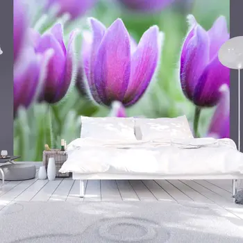 

Wall mural-spring purple tulips-300x231 cm