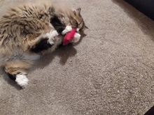 Cat-Toy Interactive-Tools Pet-Supplies Plush-Toys Mint-Scratcher Catnip Teeth-Grinding