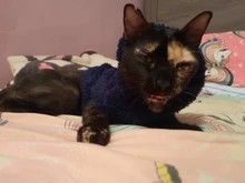 Ropa de Gato caliente para mascotas, abrigo, chaqueta para perros pequeños, medianos, gatos, Chihuahua, ropa de Yorkshire, disfraz rosa, S-2XL