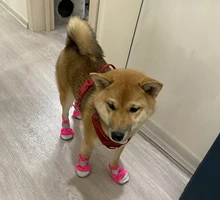 Pet-Boots Cat-Shoes Dog Small-Dogs Puppy-Socks Protecters Rain-Snow Anti-Slip Winter