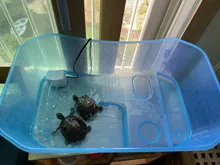 Turtle Tank FILTER-PUMP Waterfall-Maker Aquarium Tortoise Aquatic-Reptiles Quiet Low