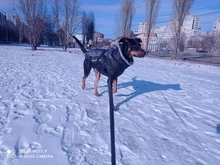 Pet-Dog-Clothes Clothing Walking-Harness Dogs Outdoor Waterproof Large Winter Medium