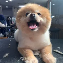 Tijeras curvadas de 7 para mascotas, tijeras de aseo para mascotas, profesionales, negras, para peluquero, uso de perros y gatos