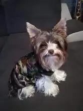 Vest Pet-Jacket Puppy-Coat Cat-Suit Small Dogs Waterproof Camouflage Winter Cotton Warm