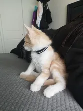 Collar de cristal para gatos, accesorios para mascotas, Collar de cuero con diamantes de imitación de liberación rápida con campana, Collar para gatitos