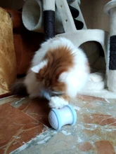 Cat-Toy Smart-Electric-Balance Automatic Pet-Cat Playing Funny Car Usb-Charging