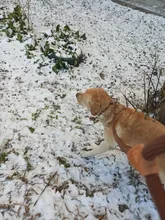 Rope-Belt Pet-Products Dog-Harness Dog-Lead-Leash Lightweight Nylon Training Walking