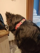 Collar de nailon para perro, personalizado con placa de etiqueta de identificación grabada para mascota, reflectante, perros pequeños, medianos y grandes