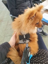 Pet-Supplies Harnesses-Vest Dog-Accessories Pitbull Dogs Reflective Pug Bling Medium