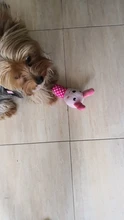 Nuevo perro de peluche juguetes chillones, rojo, azul, cerdo, Rana Verde Juguete masticable para cachorros juguetes interactivos para gatos mascotas juguetes con sonido de perro para pequeños perros mediano