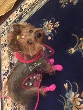 Zapatos para mascota de perro de lluvia, 4 unidades/lote S/M/L, botines de goma antideslizantes, impermeables, para perros y gatos