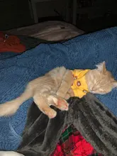 Cartoon Cat Hoodie Sweater Autumn Winter Pet Cat Clothes for Cats Katten Kedi Pullovers