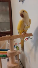 Pájaro loro pañal Cockatiel palomas mascota mediana grande aves traje de vuelo ropa mascotas pájaros heces bolsillo