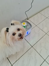 Fuente de agua para gato y perro, alimentador de agua eléctrico automático, contenedor, pantalla LED de nivel de agua para perros y gatos, bebida
