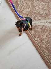 Harness Leash Traction Rope Lead Pet-Dog-Collar Rainbow Colorful Durable Nylon And 120cm