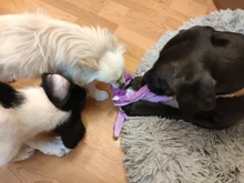 8 patas de pulpo, peluche suave de felpa, chirriantes, perro de juguete con sonido sólido, perros de tamaño mediano y grande