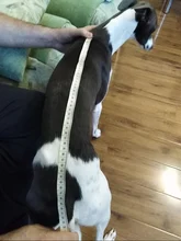 Clothing Pullovers Pet-Coat Pitbull Dogs High-Collar Winter Mascotas Large Medium Big