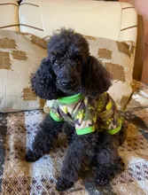 De lana caliente ropa de perro mascota lindo cráneo impreso Pet cachorro camisa para perros chaqueta Bulldog francés Jersey camuflaje perro ropa