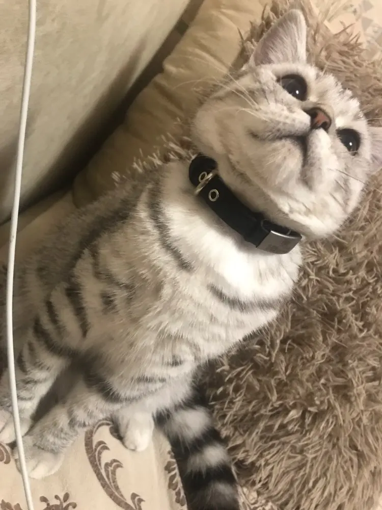 Kedi tasması